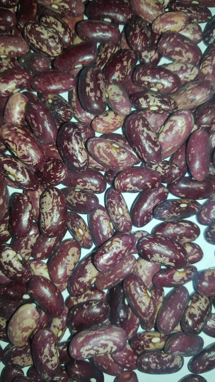 Red and Purple Speckled Kidney Beans new crop